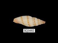 藏品(吸血蛹筆螺)的圖片